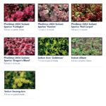 Maroon Sedum-Mix Blanket - Plants 1