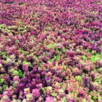 Sempergreen Maroon Sedum-mix Blanket assortment