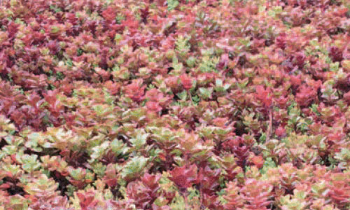 maroonsedummat maroonsedummat