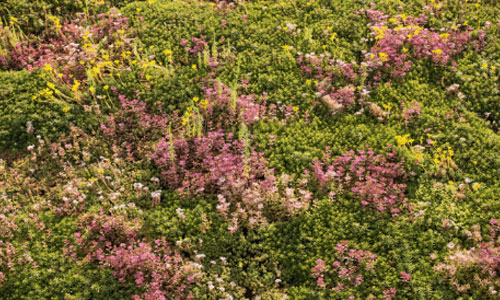 seedmix seedmix